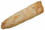 Fossil Sauropod Dinosaur (Titanosaur) Tooth - Morocco #298689-1